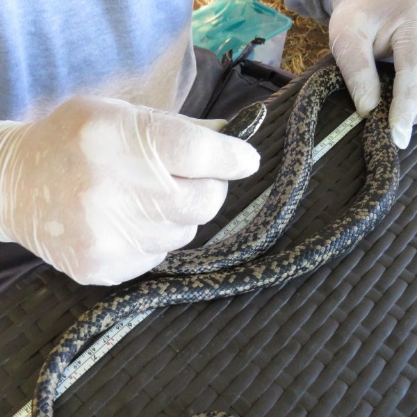 Foto de culebra rescatada en terreno