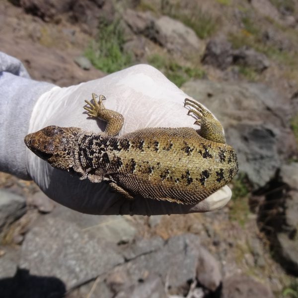 Lagartija Rescatada