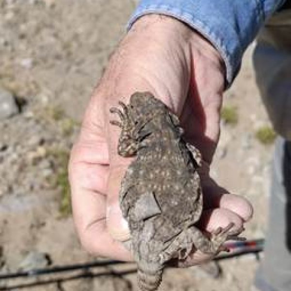 Foto de lagartija rescatada en terreno